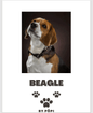 E-BOOK Beagle - Pöpi Állateledel és Kiegészítők