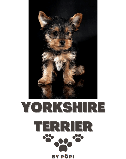 E-BOOK Yorkshire terrier - Pöpi Állateledel és Kiegészítők